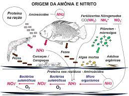 ciclo nitrogenio, filtragem biologica